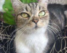 Misty – 6yrs – Female