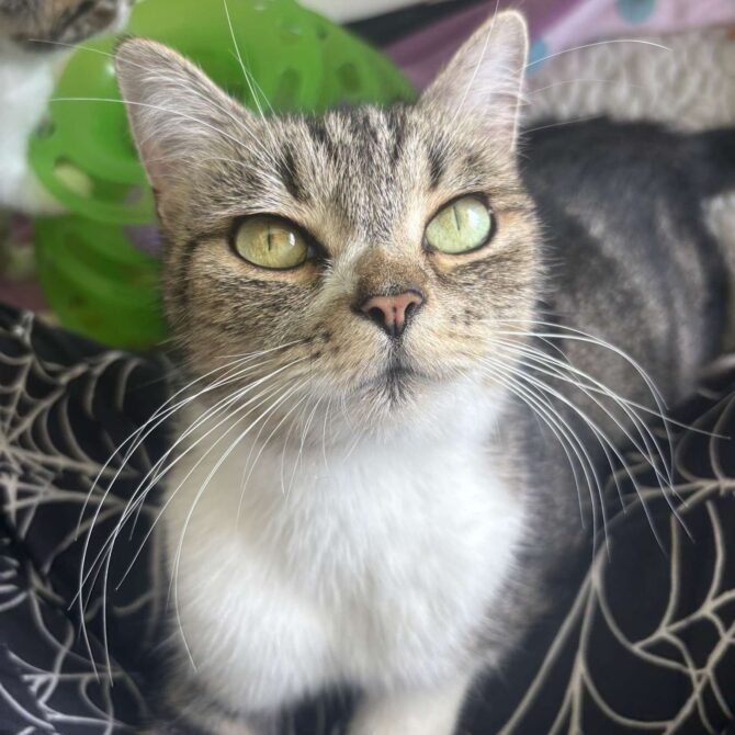 Misty – 6yrs – Female (RESERVED)