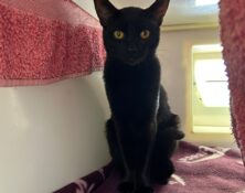 Mogs – 2yrs – Male