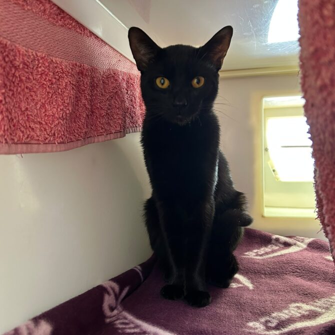 Mogs – 2yrs – Male