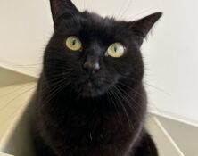 Molly – 4yrs – Female (RESERVED)