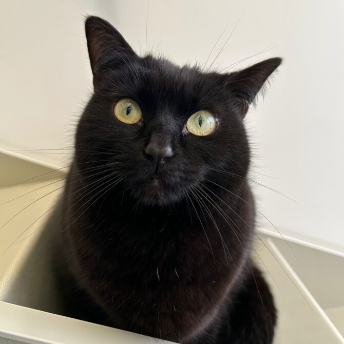 Molly – 4yrs – Female (RESERVED)