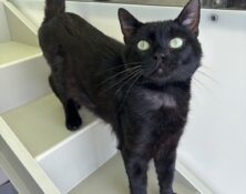 Noddy – 3yrs – Male