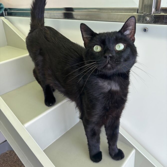 Noddy – 3yrs – Male