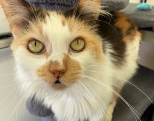Nova – 4yrs – Female