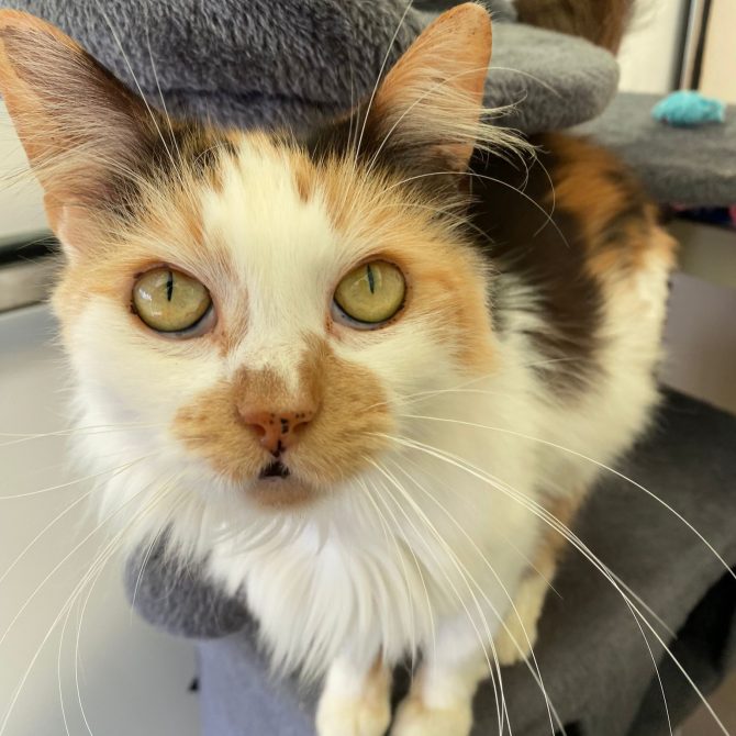 Nova – 4yrs – Female