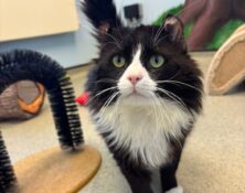 O’Malley – 6yrs – Male