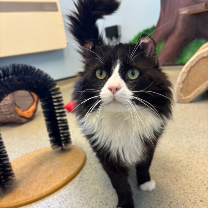 O’Malley – 6yrs – Male