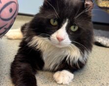 O’Malley – 6yrs – Male