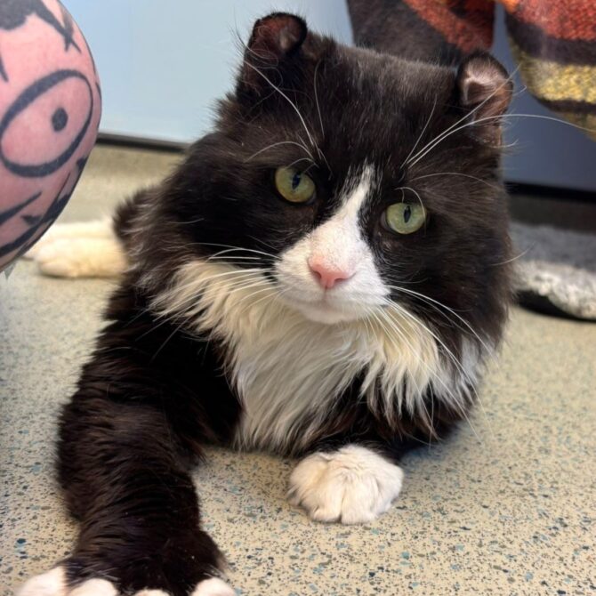 O’Malley – 6yrs – Male