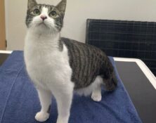 Horus – 1yr – Male