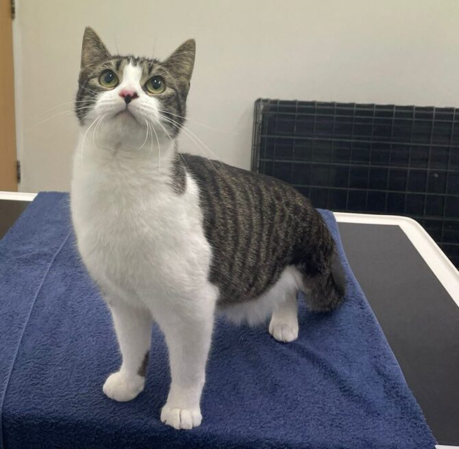 Horus – 1yr – Male