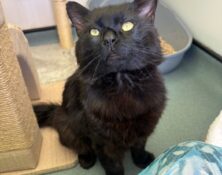 Panther – 4yrs – Male