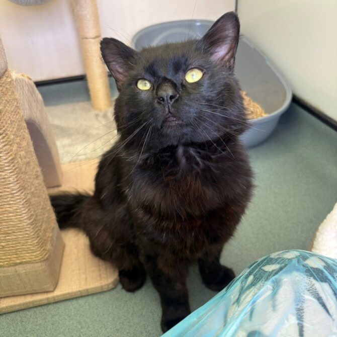 Panther – 4yrs – Male
