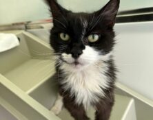 Poppy – 8yrs – Female