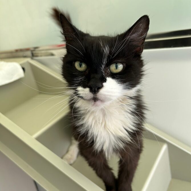 Poppy – 8yrs – Female