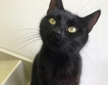 Rae – 5yrs – Female