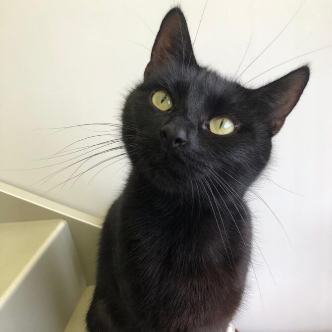 Rae – 5yrs – Female