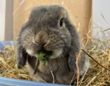 Riley – 1yrs – Male
