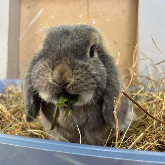 Riley – 1yrs – Male