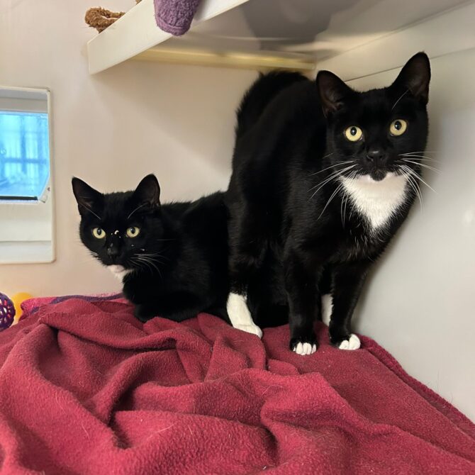 Rodney & Del – Various – Male