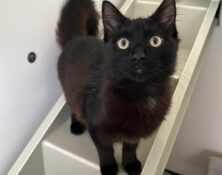 Roger – under 6mts – Male (RESERVED)