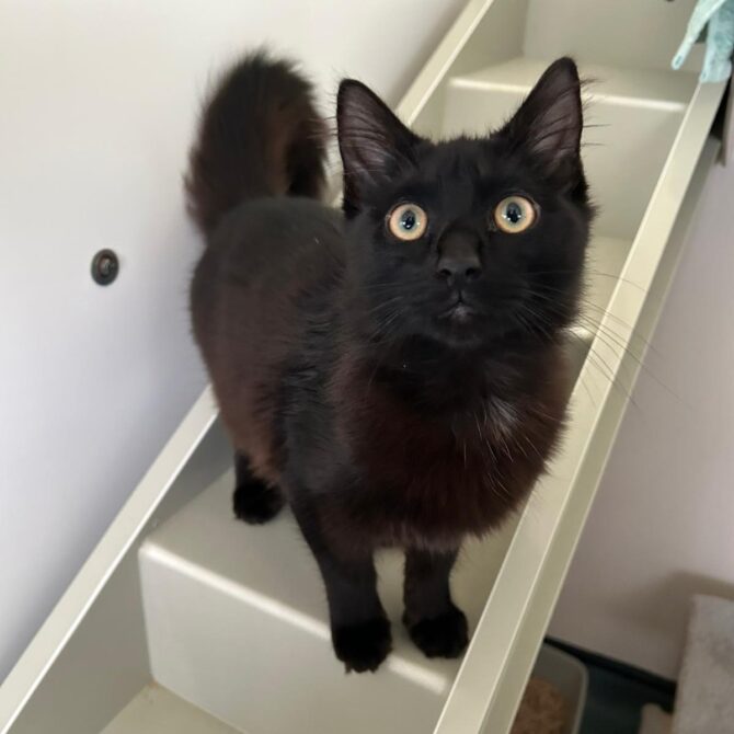 Roger – under 6mts – Male (RESERVED)