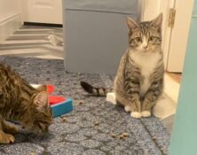 Saffron & Tabasco – under 12mts – Female