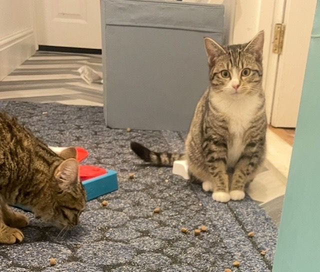 Saffron & Tabasco – under 12mts – Female