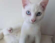 Sapphire – under 12mts – Female