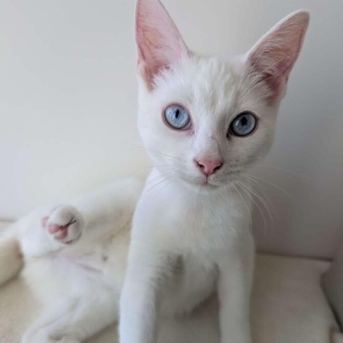 Sapphire – under 12mts – Female