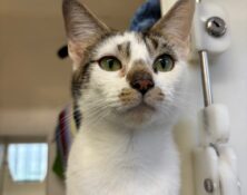 Sassy – 3yrs – Female