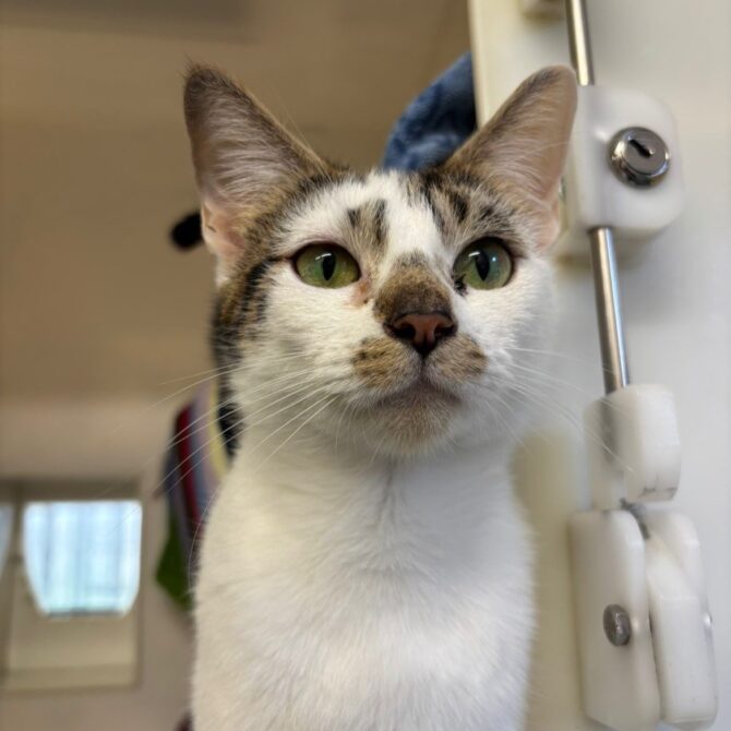 Sassy – 3yrs – Female