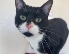 Smudge – 4yrs – Female
