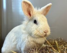 Snowflake – 2yrs – Female