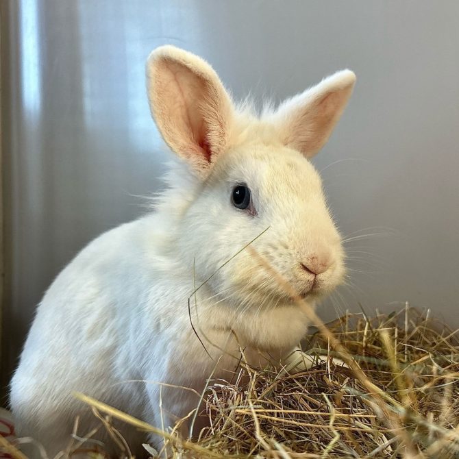 Snowflake – 2yrs – Female