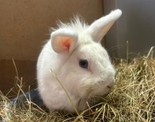 Snowflake – 2yrs – Female