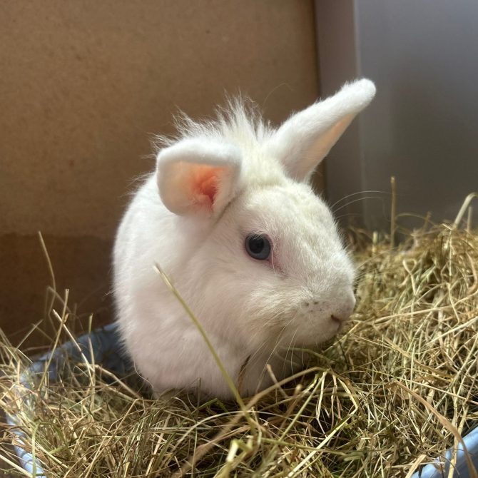 Snowflake – 2yrs – Female