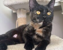 Stella – 2yrs – Female