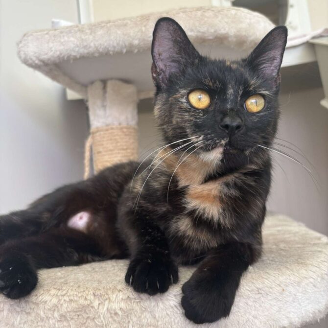 Stella – 2yrs – Female
