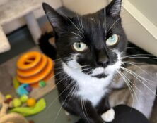 Tash – 1yrs – Female