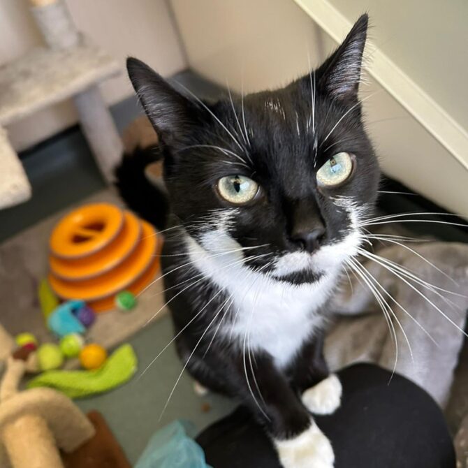 Tash – 1yrs – Female