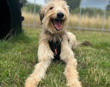 Teddy – 3yrs – Male – Lurcher X