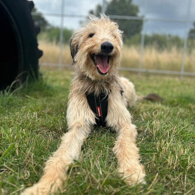 Teddy – 3yrs – Male – Lurcher X