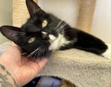 Tilly – 9yrs – Female