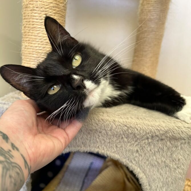 Tilly – 9yrs – Female
