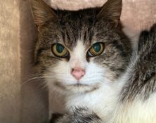 Tilly – 7yrs – Female