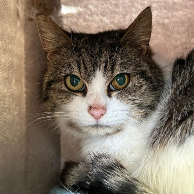 Tilly – 7yrs – Female