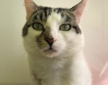 Toby – 2yrs – Male