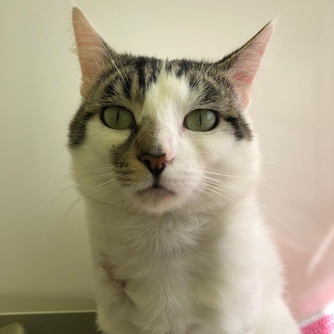 Toby – 2yrs – Male